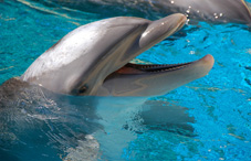 Dolphin in water