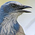 Blue and white bird