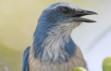 Blue and white bird