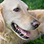 Dog laying in grass with tennis ball