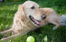 Dog laying in grass with tennis ball