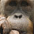 Brown monkey