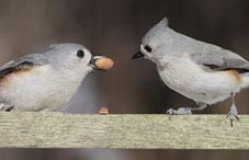 Birds standing on a wood rail