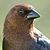 Bird standing in grass