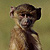 Baby monkey on big monkey's back
