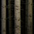 Dark forest of tree trunks