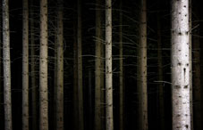Dark forest of tree trunks