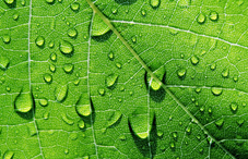 Water beading off a leaf