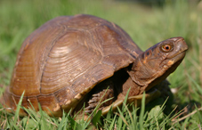 A brown turtle in the grass 