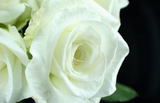 A white rose