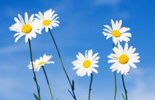 Six daisy flowers