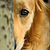 A dogs face