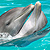 Dolphins playing