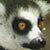 Head shot of a lemur