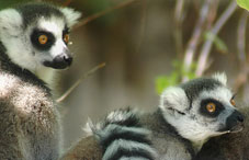 Two lemurs sitting on branches