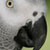 African grey parrot