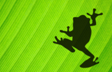 Shadow of tree frog