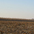 Plowed field