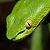 Green snake closeup