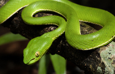 Green snake