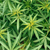 marijuana