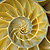 Nautilus shell