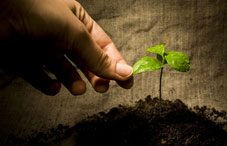 Hand with seedling