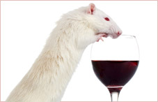 Rat with Red wine