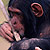 chimpanzee with stick