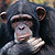 Chimpanzees mourn