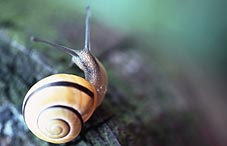 Snail