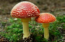 Psychedelic research