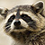 Raccoon intelligence