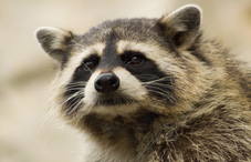 Raccoon intelligence