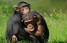 Comparative psychology