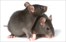 Rats cooperate better on tasks when they’re allowed to socialize