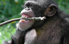 Chimps laughter Not just monkey see monkey do