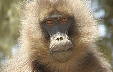 2011-09-roundup-gelada