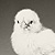 Chick