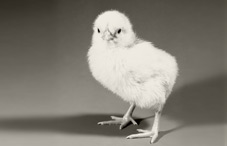 Chick