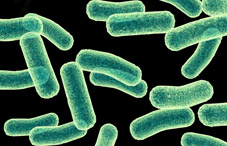 Bacteria