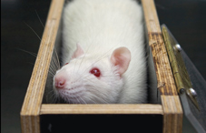Rat in maze caption contest