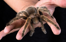 Describing one's feelings during a stressful experience may reduce fear and anxiety