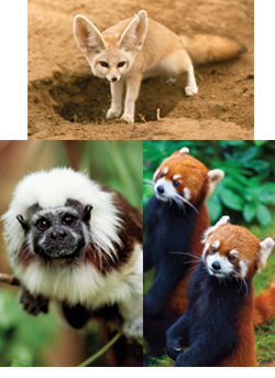 Psychologists are using research-tested ways to enrich the lives of animals in zoos and laboratories.