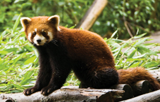 Psychologists are using research-tested ways to enrich the lives of animals in zoos and laboratories.