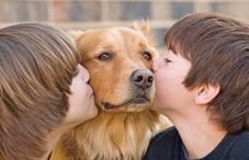 Div. 17 launches Human-Animal Interaction Bulletin