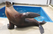 Boogying sea lion suggests new avenues for rhythm research (credit: Courtesy of the University of California-Santa Cruz)