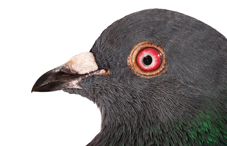 What do pigeons have in common with problem gamblers?