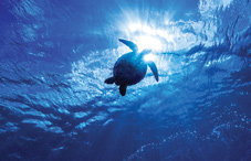 Congratulations to the winners at the 2013 Annual Convention in Honolulu last month