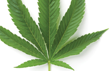 Adolescent mice exposed to the active ingredient in marijuana had impaired cognitive abilities that persisted into adulthood